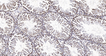H3K79me1 Antibody in Immunohistochemistry (Paraffin) (IHC (P))