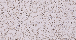 H3K79me1 Antibody in Immunohistochemistry (Paraffin) (IHC (P))