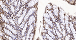H3K79me1 Antibody in Immunohistochemistry (Paraffin) (IHC (P))