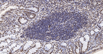 H3K79me1 Antibody in Immunohistochemistry (Paraffin) (IHC (P))