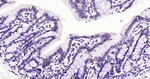 H3K79me1 Antibody in Immunohistochemistry (Paraffin) (IHC (P))