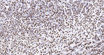 H3K79me1 Antibody in Immunohistochemistry (Paraffin) (IHC (P))