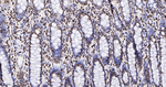 H3K79me1 Antibody in Immunohistochemistry (Paraffin) (IHC (P))