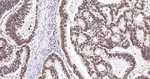 H3K79me1 Antibody in Immunohistochemistry (Paraffin) (IHC (P))