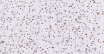 H3K79me1 Antibody in Immunohistochemistry (Paraffin) (IHC (P))