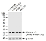 H3K79me1 Antibody in Western Blot (WB)