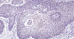 H3K79me1 Antibody in Immunohistochemistry (Paraffin) (IHC (P))