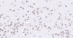 H3K79me1 Antibody in Immunohistochemistry (Paraffin) (IHC (P))