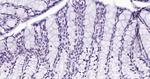 H3K79me1 Antibody in Immunohistochemistry (Paraffin) (IHC (P))