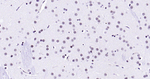 H3K79me1 Antibody in Immunohistochemistry (Paraffin) (IHC (P))