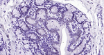 H3K79me1 Antibody in Immunohistochemistry (Paraffin) (IHC (P))
