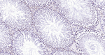 H3K79me1 Antibody in Immunohistochemistry (Paraffin) (IHC (P))