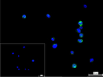 FUT4 Monoclonal Antibody (8B9)