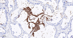 FUT4 Antibody in Immunohistochemistry (Paraffin) (IHC (P))