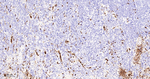 FUT4 Antibody in Immunohistochemistry (Paraffin) (IHC (P))