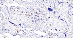 FUT4 Antibody in Immunohistochemistry (Paraffin) (IHC (P))