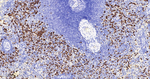 FUT4 Antibody in Immunohistochemistry (Paraffin) (IHC (P))
