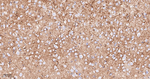 FUT4 Antibody in Immunohistochemistry (Paraffin) (IHC (P))
