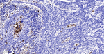 FUT4 Antibody in Immunohistochemistry (Paraffin) (IHC (P))