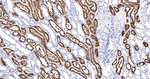FUT4 Antibody in Immunohistochemistry (Paraffin) (IHC (P))