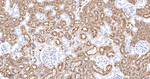 FUT4 Antibody in Immunohistochemistry (Paraffin) (IHC (P))