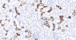 FUT4 Antibody in Immunohistochemistry (Paraffin) (IHC (P))