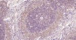 NFkB p65 Antibody in Immunohistochemistry (Paraffin) (IHC (P))