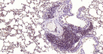 NFkB p65 Antibody in Immunohistochemistry (Paraffin) (IHC (P))