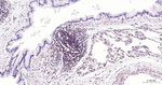 NFkB p65 Antibody in Immunohistochemistry (Paraffin) (IHC (P))