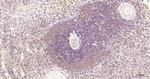 NFkB p65 Antibody in Immunohistochemistry (Paraffin) (IHC (P))