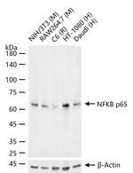 NFkB p65 Antibody in Western Blot (WB)
