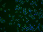PRDX1 Monoclonal Antibody (10F9)
