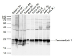 PRDX1 Antibody in Western Blot (WB)