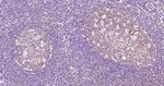 beta Tubulin Antibody in Immunohistochemistry (Paraffin) (IHC (P))