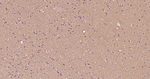beta Tubulin Monoclonal Antibody (2D7)