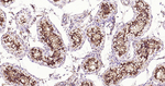 beta Tubulin Antibody in Immunohistochemistry (Paraffin) (IHC (P))