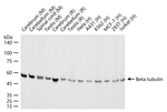 beta Tubulin Antibody in Western Blot (WB)