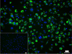 Collagen III Monoclonal Antibody (7B6)