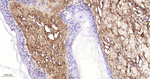 Collagen III Antibody in Immunohistochemistry (Paraffin) (IHC (P))