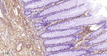Collagen III Antibody in Immunohistochemistry (Paraffin) (IHC (P))