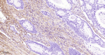 Collagen III Antibody in Immunohistochemistry (Paraffin) (IHC (P))