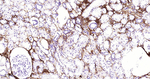Collagen III Antibody in Immunohistochemistry (Paraffin) (IHC (P))