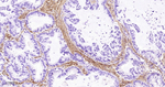 Collagen III Antibody in Immunohistochemistry (Paraffin) (IHC (P))