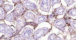 Collagen III Antibody in Immunohistochemistry (Paraffin) (IHC (P))