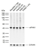 eIF4A1 Antibody in Western Blot (WB)