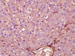 Fibronectin Antibody in Immunohistochemistry (Paraffin) (IHC (P))