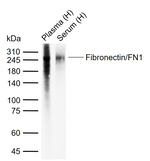 Fibronectin Antibody in Western Blot (WB)