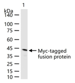 Myc Tag Monoclonal Antibody (3D9)