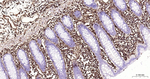Vimentin Antibody in Immunohistochemistry (Paraffin) (IHC (P))