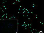 Acetylated Lysine Monoclonal Antibody (10C12)